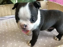 ボストン・テリア