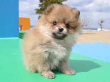 ポメラニアン