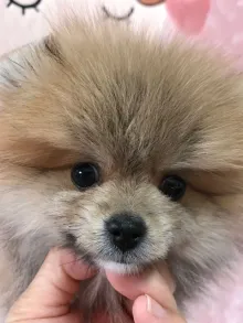 ポメラニアン