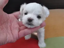 マルチーズ