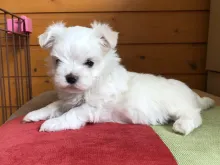 マルチーズ