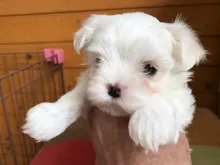 マルチーズ