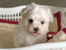 マルチーズ