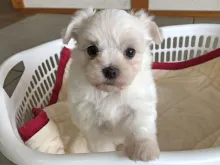 マルチーズ