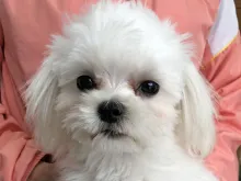マルチーズ
