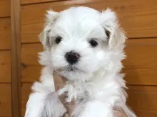 マルチーズ