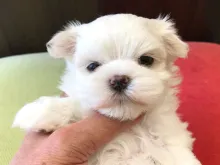 マルチーズ