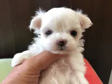 マルチーズ