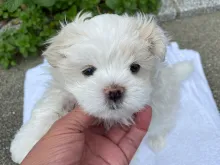 マルチーズ
