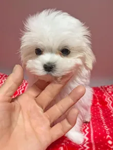 マルチーズ