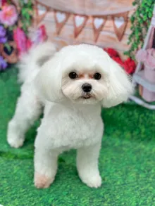 マルチーズ
