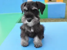 ミニチュア・シュナウザー