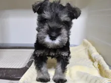 ミニチュア・シュナウザー