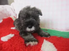 ミニチュア・シュナウザー