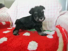 ミニチュア・シュナウザー