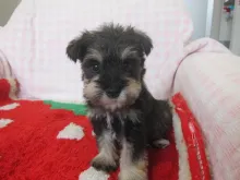 ミニチュア・シュナウザー
