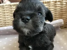 ミニチュア・シュナウザー