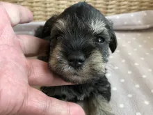 ミニチュア・シュナウザー