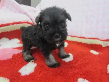 ミニチュア・シュナウザー