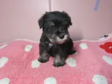ミニチュア・シュナウザー