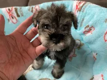ミニチュア・シュナウザー