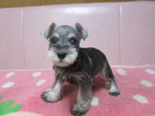 ミニチュア・シュナウザー