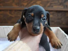 ミニチュア・ピンシャー