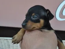 ミニチュア・ピンシャー