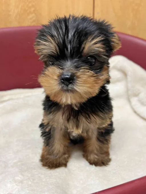 格安犬と里親募集の子犬販売 画像1