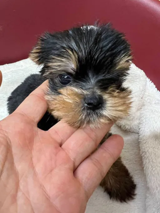 格安犬と里親募集の子犬販売 画像1