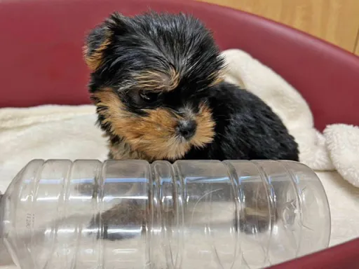 格安犬と里親募集の子犬販売 画像1
