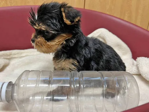 格安犬と里親募集の子犬販売 画像1