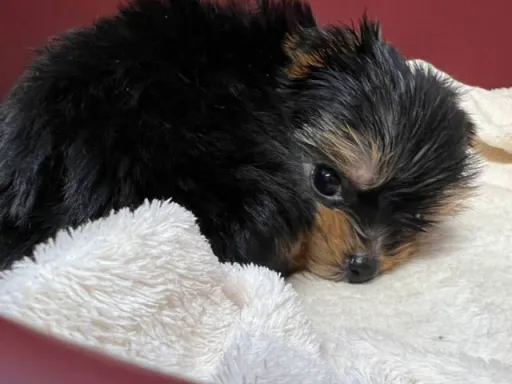 格安犬と里親募集の子犬販売 画像1