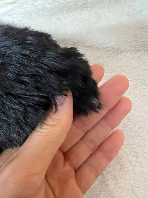 格安犬と里親募集の子犬販売 画像1