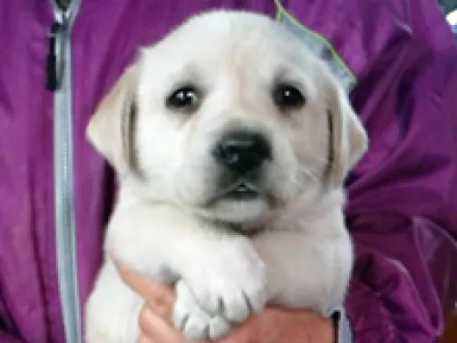 ラブラドール・レトリーバーの子犬販売 画像1