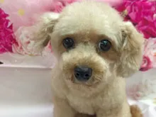 トイ・プードル