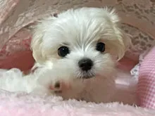 マルチーズ
