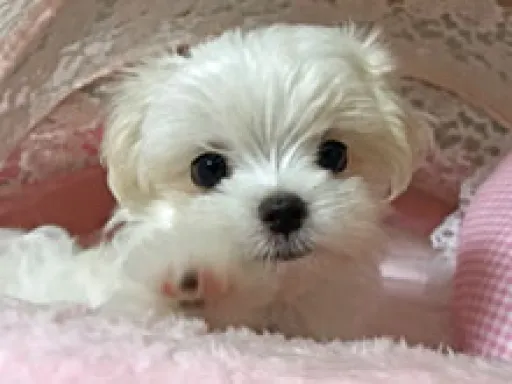 格安犬と里親募集の子犬販売 画像1