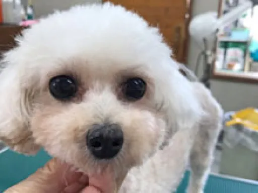 格安犬と里親募集の子犬販売 画像1