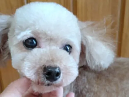格安犬と里親募集の子犬販売 画像1