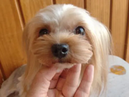 格安犬と里親募集の子犬販売 画像1