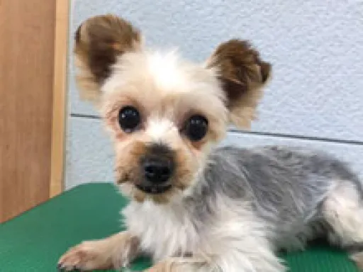 格安犬と里親募集の子犬販売 画像1