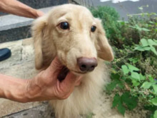 格安犬と里親募集の子犬販売 画像1