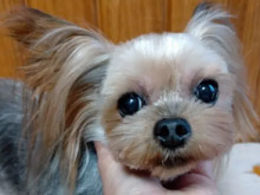 格安犬と里親募集の子犬販売 画像1