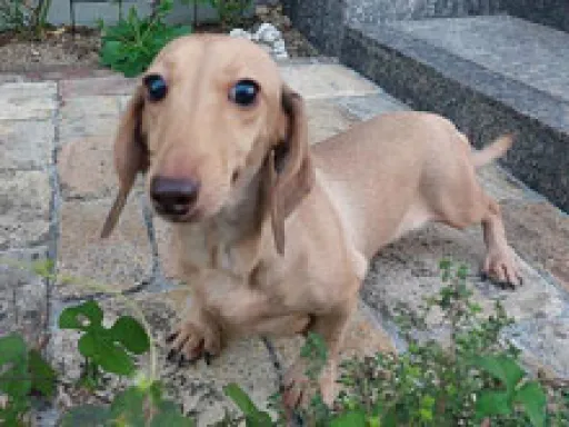 格安犬と里親募集の子犬販売 画像1
