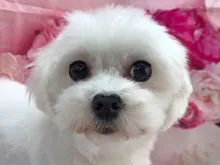マルチーズ