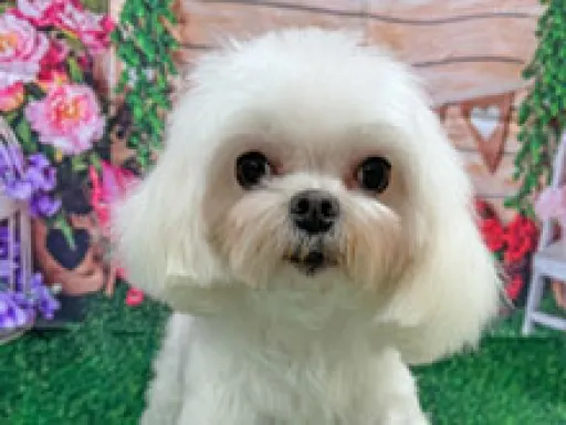 格安犬と里親募集の子犬販売 画像1