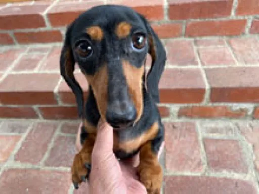 格安犬と里親募集の子犬販売 画像1