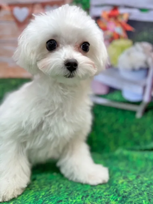 格安犬と里親募集の子犬販売 画像1