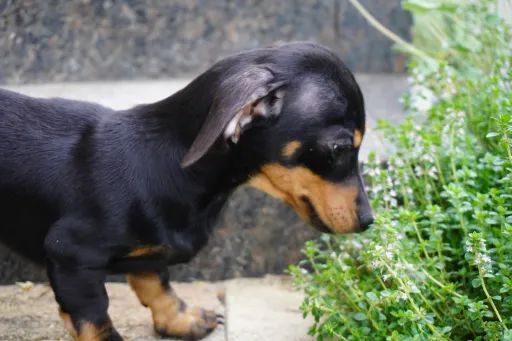 格安犬と里親募集の子犬販売 画像1